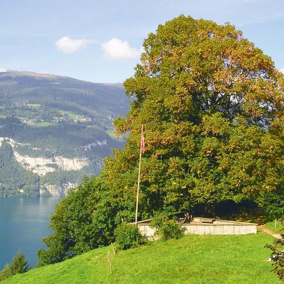 Lauschig mitten in der Natur gelegen ist die Hodler Gedenkstätte ein idealer Aussichtspunkt