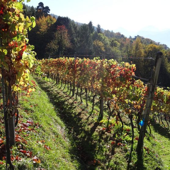 Weinreben im Sonnenschein oberhalb des Thunersees