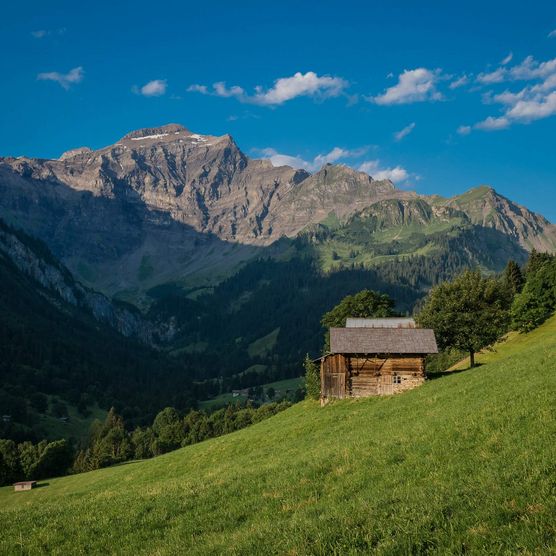 Blühende Wiese im Sommer rund um eine Alphütte oberhalb des Bergdorfes Saxeten