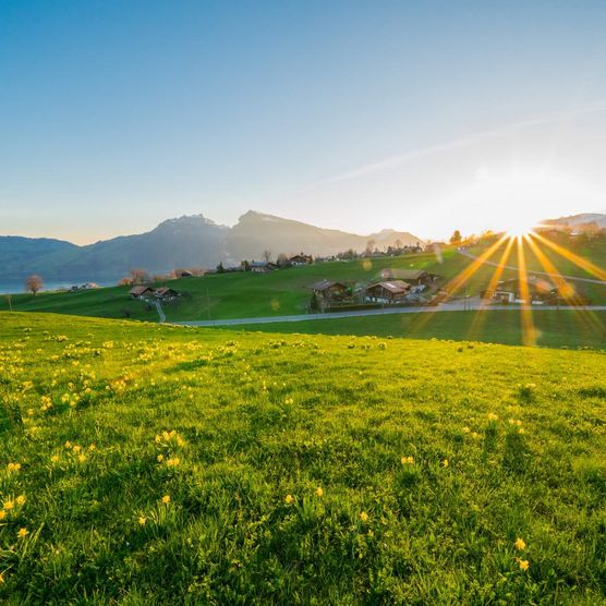 Grüne Wiese mit einer untergehenden Sonne in Aeschi