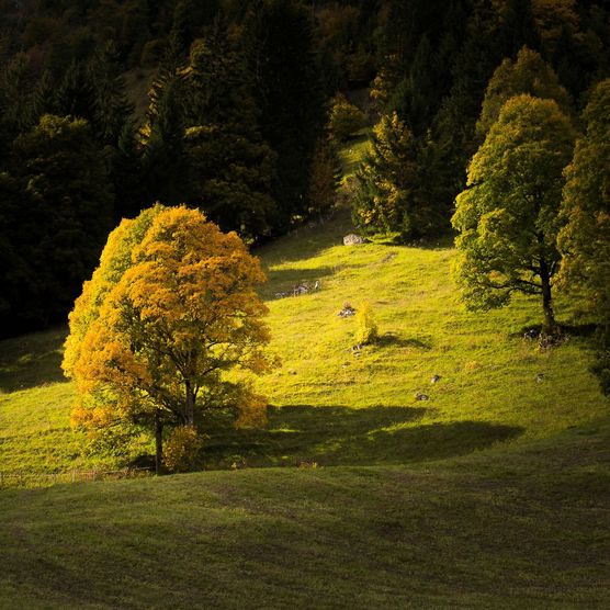 Bergahorn erleuchtet in Herbstfarben im goldenen Sonnenlicht im Naturpark Diemtigtal