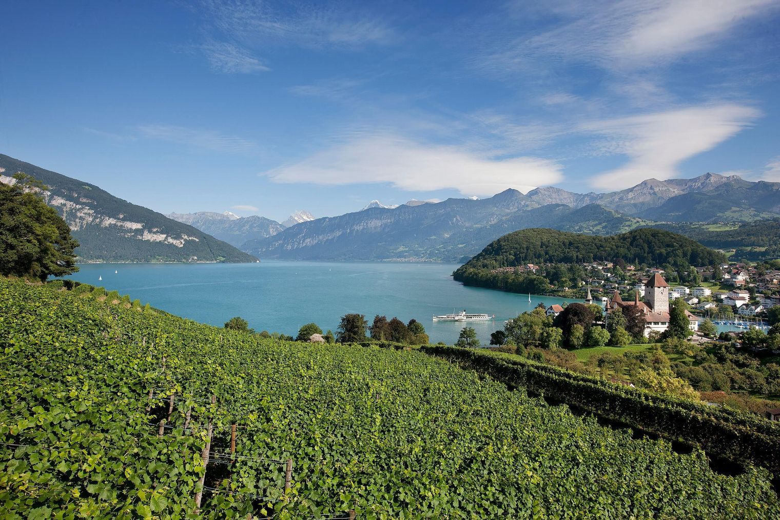 In erfrischendem Grün gedeihen die Weinreben am Spiezer Rebberg, die Sicht auf Thunersee und Berge ist fantastisch