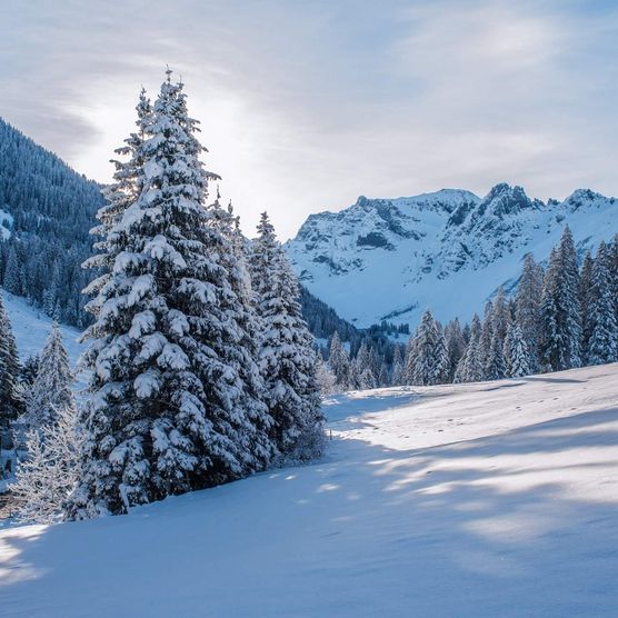 Zauberhafte Winterlandschaft mit verschneiten Tannen und glitzerenden Schneekristallen im Sonnenlicht