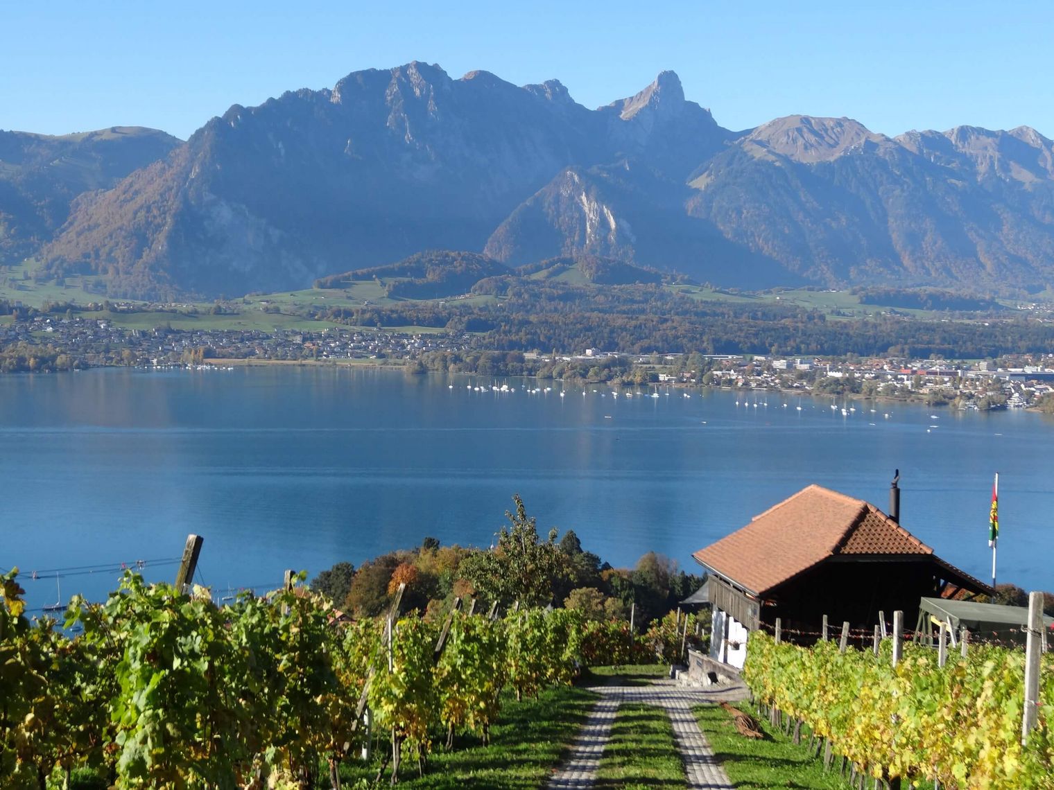 Weinreben der Rebbaugenossenschaft Hilterfingen mit Ausblick auf Thunersee und Stockhornkette