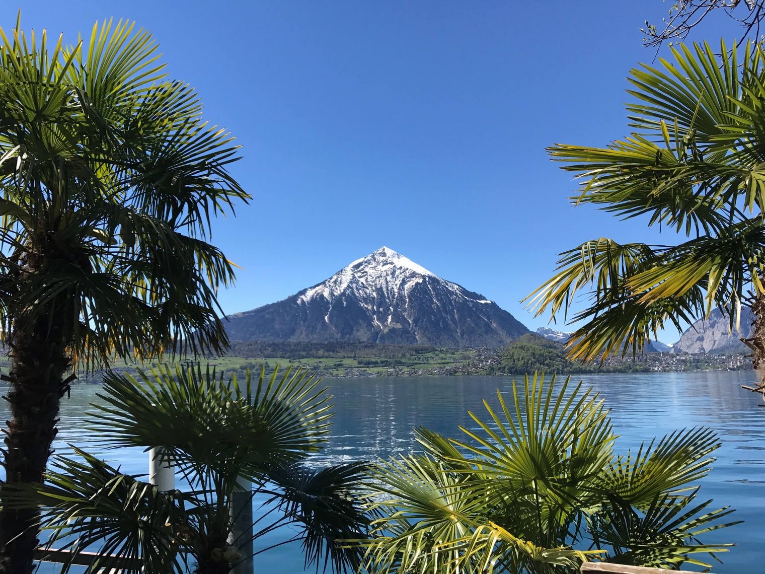 Das Palmendorf Merligen überrascht mit einem mediterranen Klima und grandioser Aussicht über den Thunersee und zum Niesen