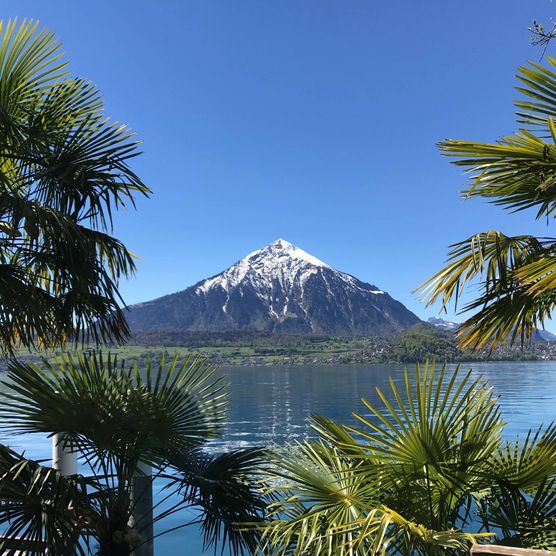 Das Palmendorf Merligen überrascht mit einem mediterranen Klima und grandioser Aussicht über den Thunersee und zum Niesen