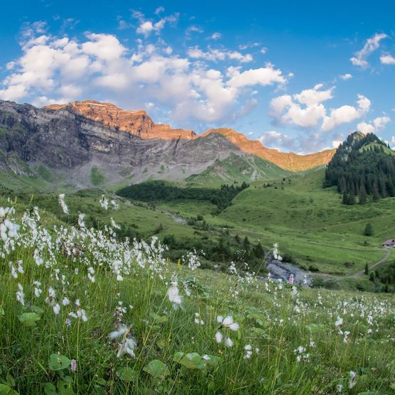 Idyllische Alplandschaft oberhalb von Saxeten mit blühenden Blumen und herrlichem Bergblick