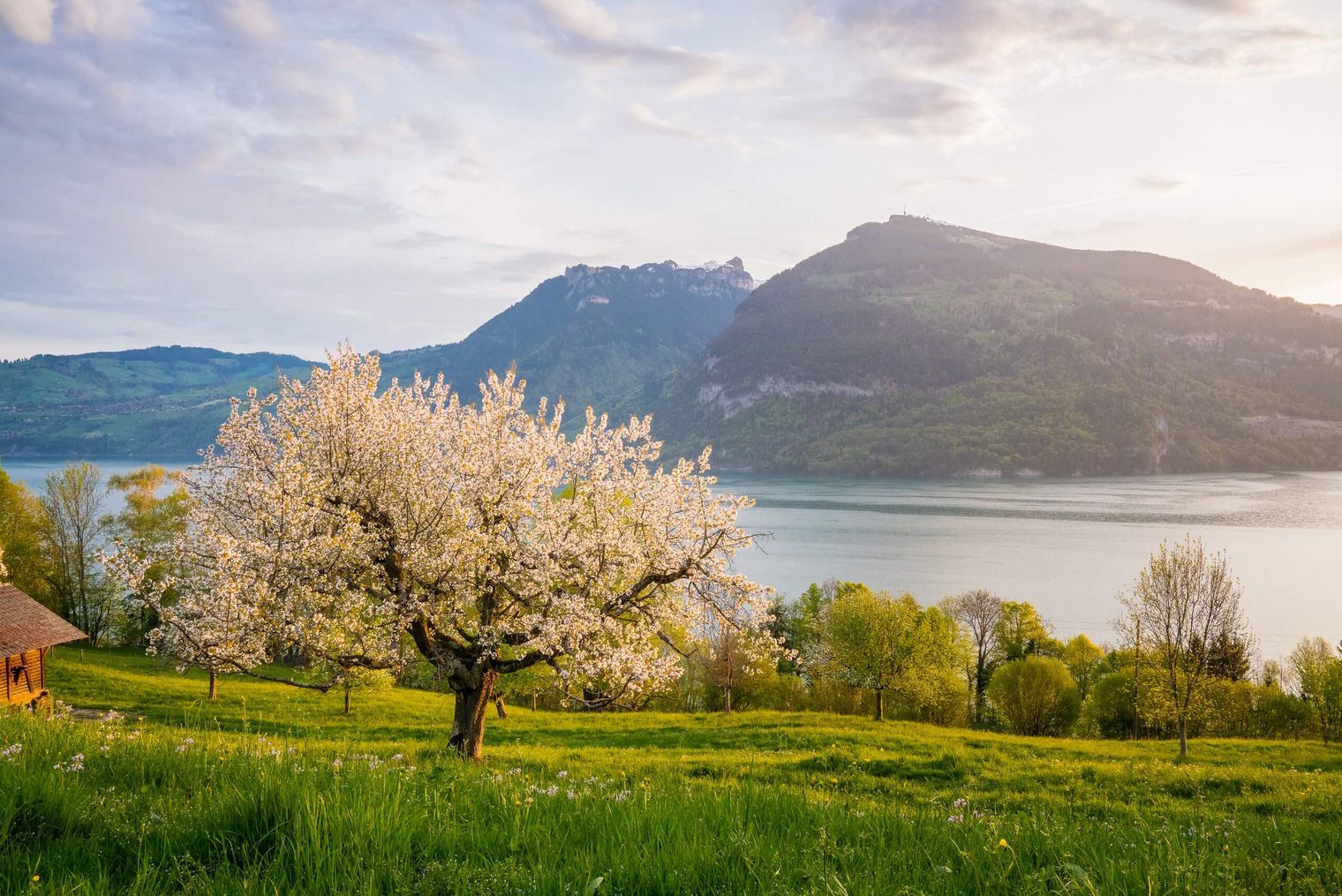 Zauberhaftes Frühlingserwachen oberhalb des Thunersees mit blühenden Wiesen und Bäumen